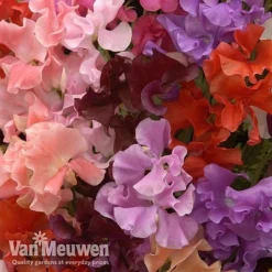 Sweet Pea 'Sweet Dreams Mixed' -US Garden Supplies Sales 2024 sweet51