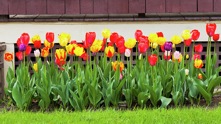 Front Page -US Garden Supplies Sales 2024 tulip border garden alan l graham