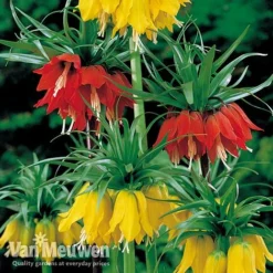 Fritillaria Imperialis 'Collection' -US Garden Supplies Sales 2024 vfrit duo