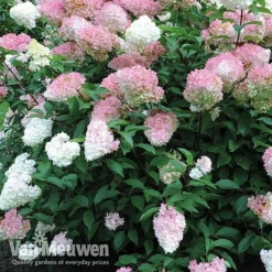Hydrangea Paniculata 'Vanille Fraise' 12 Hydrangea Paniculata 'Vanille Fraise' -US Garden Supplies Sales 2024 vmvan4