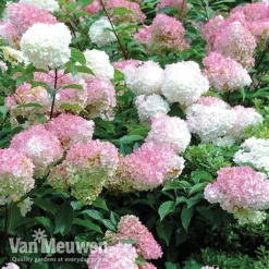 Hydrangea Paniculata 'Vanille Fraise' 14 Hydrangea Paniculata 'Vanille Fraise' -US Garden Supplies Sales 2024 vmvan6