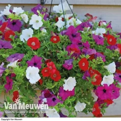 Petunia Surfinia® Collection -US Garden Supplies Sales 2024 vsurf