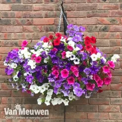 Petunia Surfinia® Collection -US Garden Supplies Sales 2024 vsurf2