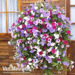 Petunia Surfinia® Collection -US Garden Supplies Sales 2024 vsurf3