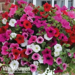 Petunia Surfinia® Collection -US Garden Supplies Sales 2024 vsurf5