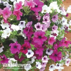 Petunia Surfinia® Collection -US Garden Supplies Sales 2024 vsurf6