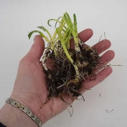 English Bluebells -US Garden Supplies Sales 2024 z BLUE P7146 C h