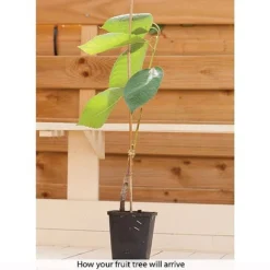 Patio Fruit Tree Collection -US Garden Supplies Sales 2024 z COLL T56849 B h