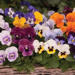Viola 'Autumn Jewels Mixed' (Garden Ready) 6 Viola 'Autumn Jewels Mixed' (Garden Ready) -US Garden Supplies Sales 2024 z VIOL T62669 A h