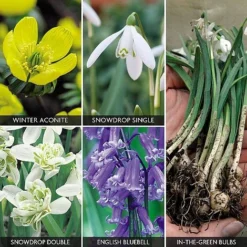 Spring Bulbs In The Green Collection -US Garden Supplies Sales 2024 z bulb v59885 a h