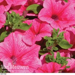 Petunia 'Surfinia' Pre-Planted Basket -US Garden Supplies Sales 2024 z pet2