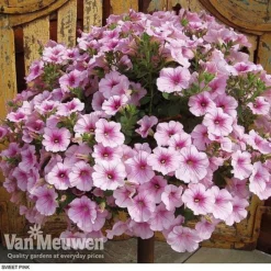 Petunia 'Surfinia' Pre-Planted Basket -US Garden Supplies Sales 2024 z pet3