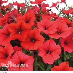 Petunia 'Surfinia' Pre-Planted Basket -US Garden Supplies Sales 2024 z pet4