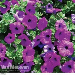 Petunia 'Surfinia' Pre-Planted Basket -US Garden Supplies Sales 2024 z pet5