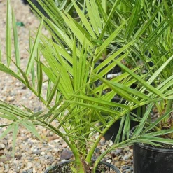 Phoenix Palm -US Garden Supplies Sales 2024 z phoenix palm2