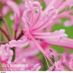 Nerine Bowdenii Collection -US Garden Supplies Sales 2024 z pink