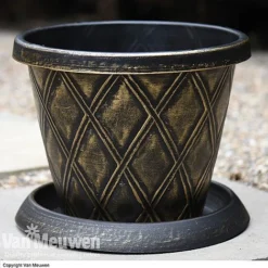 Calendula 'Power Daisy' Collection -US Garden Supplies Sales 2024 z sund v56706 a1